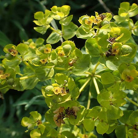 Euphorbia nicaeensis subsp. glareosa \ Pannonische Wolfsmilch / Pannonian Spurge, A Wien 10.7.2023