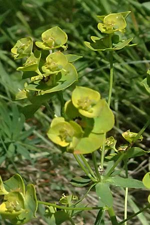 Euphorbia cyparissias \ Zypressen-Wolfsmilch / Cypress Spurge, A Wien 11.5.2025