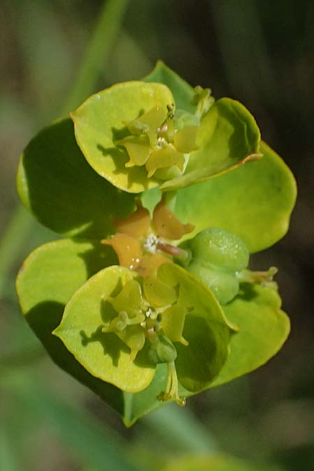 Euphorbia cyparissias \ Zypressen-Wolfsmilch / Cypress Spurge, A Wien 11.5.2025