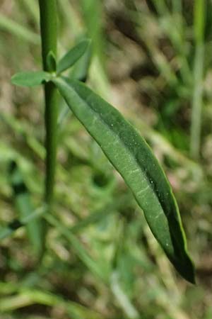 Euphorbia cyparissias \ Zypressen-Wolfsmilch / Cypress Spurge, A Wien 11.5.2025