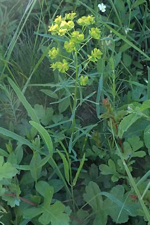 Euphorbia cyparissias \ Zypressen-Wolfsmilch / Cypress Spurge, A Wien 11.5.2025