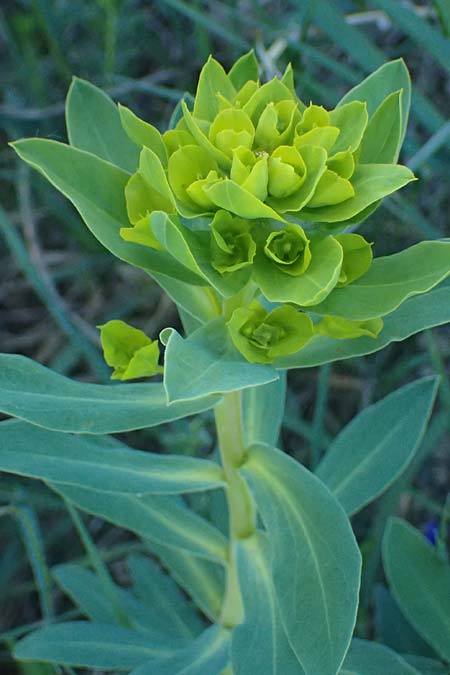 Euphorbia nicaeensis subsp. glareosa \ Pannonische Wolfsmilch / Pannonian Spurge, A Wien 11.5.2025