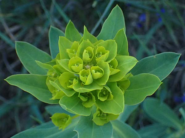 Euphorbia nicaeensis subsp. glareosa \ Pannonische Wolfsmilch / Pannonian Spurge, A Wien 11.5.2025