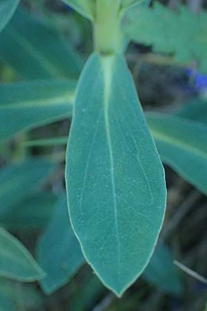 Euphorbia nicaeensis subsp. glareosa \ Pannonische Wolfsmilch / Pannonian Spurge, A Wien 11.5.2025