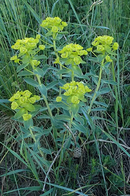 Euphorbia nicaeensis subsp. glareosa \ Pannonische Wolfsmilch / Pannonian Spurge, A Wien 11.5.2025