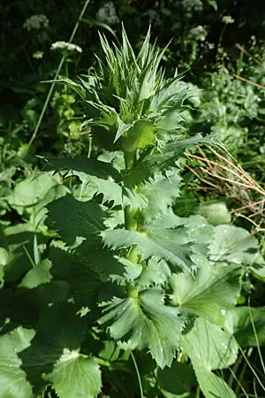 Eryngium giganteum \ Riesen-Mannstreu, Elfenbeindistel / Giant Sea Holly, Miss Wilmott's Ghost, A Eisenerz 15.6.2026