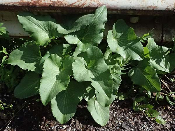 Eryngium giganteum \ Riesen-Mannstreu, Elfenbeindistel / Giant Sea Holly, Miss Wilmott's Ghost, A Eisenerz 15.6.2026