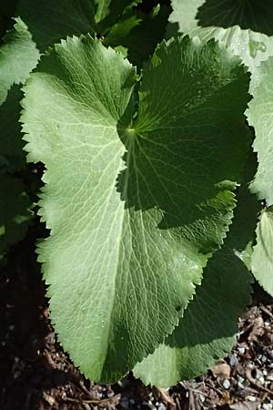Eryngium giganteum \ Riesen-Mannstreu, Elfenbeindistel / Giant Sea Holly, Miss Wilmott's Ghost, A Eisenerz 15.6.2026