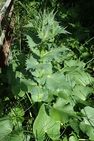 Eryngium giganteum \ Riesen-Mannstreu, Elfenbeindistel / Giant Sea Holly, Miss Wilmott's Ghost, A Eisenerz 15.6.2026