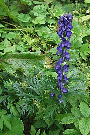 Aconitum tauricum \ Tauern-Eisenhut / Tauern Monk's-Hood, A Turrach 22.7.2007