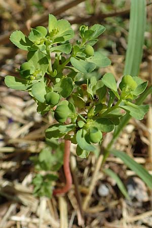 Euphorbia helioscopia \ Sonnwend-Wolfsmilch, Sonnen-Wolfsmilch / Sun Spurge, A Weikersdorf am Steinfeld 2.7.2020