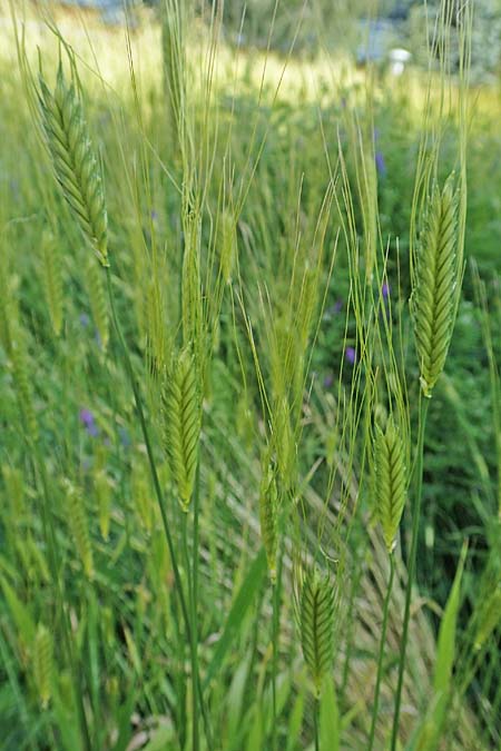 Triticum monococcum \ Einkorn, Kleiner Spelz / Einkorn Wheat, A Maria Luggau 12.7.2019