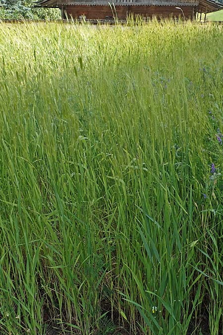 Triticum monococcum \ Einkorn, Kleiner Spelz / Einkorn Wheat, A Maria Luggau 12.7.2019
