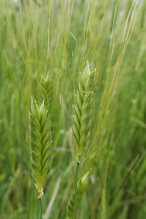 Triticum monococcum \ Einkorn, Kleiner Spelz / Einkorn Wheat, A Maria Luggau 12.7.2019