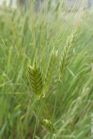 Triticum monococcum \ Einkorn, Kleiner Spelz / Einkorn Wheat, A Maria Luggau 12.7.2019