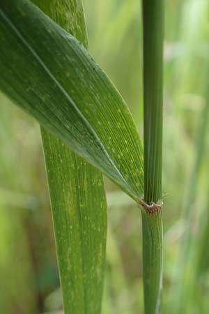 Triticum monococcum \ Einkorn, Kleiner Spelz / Einkorn Wheat, A Maria Luggau 12.7.2019