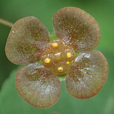 Euonymus latifolius \ Breitblttriges Pfaffenhtchen / Broad-Leaf Spindle, A Hollabrunn 11.5.2025
