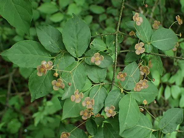 Euonymus latifolius \ Breitblttriges Pfaffenhtchen / Broad-Leaf Spindle, A Hollabrunn 11.5.2025