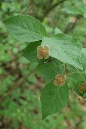 Euonymus latifolius \ Breitblttriges Pfaffenhtchen / Broad-Leaf Spindle, A Hollabrunn 11.5.2025
