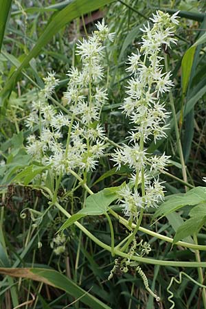 Echinocystis lobata \ Igel-Gurke, Stachel-Gurke / Mock Cucumber, A Seewinkel, Andau 16.8.2026