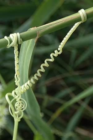 Echinocystis lobata \ Igel-Gurke, Stachel-Gurke / Mock Cucumber, A Seewinkel, Andau 16.8.2026