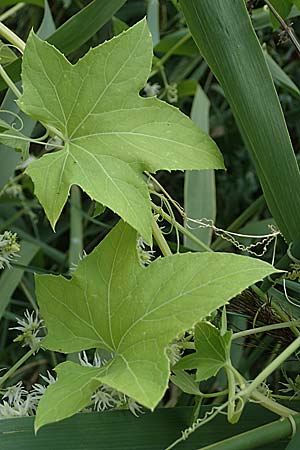 Echinocystis lobata \ Igel-Gurke, Stachel-Gurke / Mock Cucumber, A Seewinkel, Andau 16.8.2026