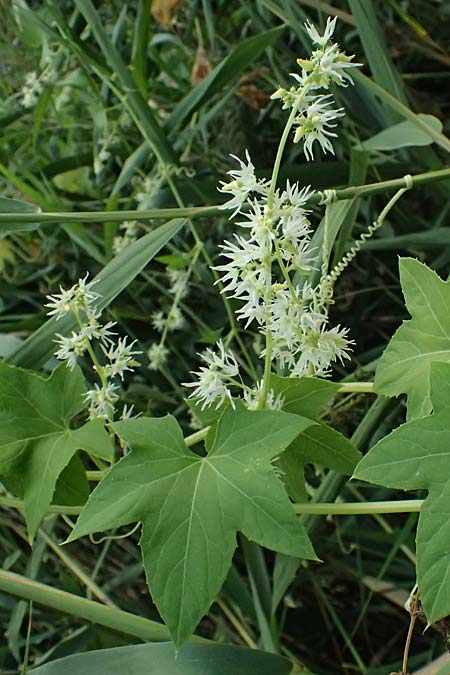 Echinocystis lobata \ Igel-Gurke, Stachel-Gurke / Mock Cucumber, A Seewinkel, Andau 16.8.2026