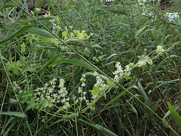 Echinocystis lobata \ Igel-Gurke, Stachel-Gurke / Mock Cucumber, A Seewinkel, Andau 16.8.2026