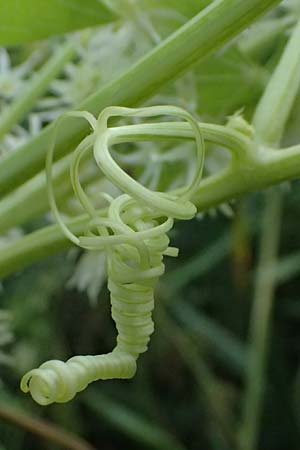 Echinocystis lobata \ Igel-Gurke, Stachel-Gurke / Mock Cucumber, A Seewinkel, Andau 16.8.2026
