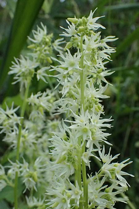 Echinocystis lobata \ Igel-Gurke, Stachel-Gurke / Mock Cucumber, A Seewinkel, Andau 16.8.2026