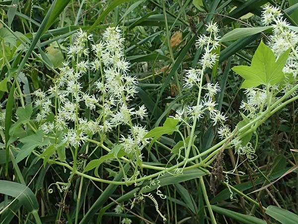 Echinocystis lobata \ Igel-Gurke, Stachel-Gurke / Mock Cucumber, A Seewinkel, Andau 16.8.2026