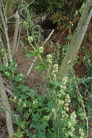 Echinocystis lobata \ Igel-Gurke, Stachel-Gurke / Mock Cucumber, A Seewinkel, Andau 16.8.2026