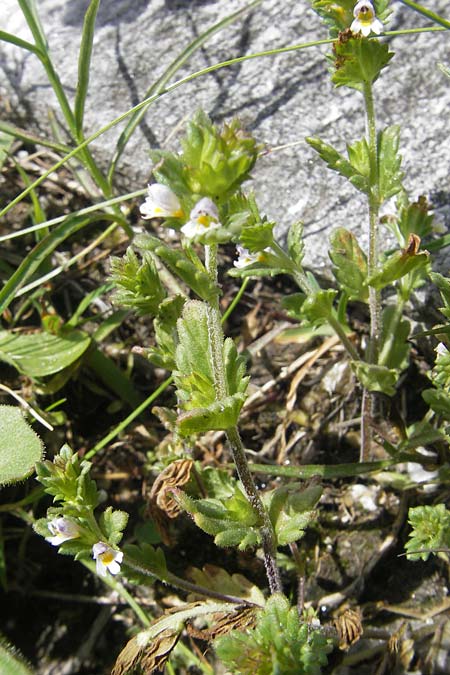 Euphrasia picta subsp. picta \ Scheckiger Augentrost / Brindled Eyebright, A Malta - Tal / Valley 19.7.2010