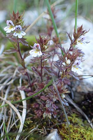 Euphrasia salisburgensis \ Salzburger Augentrost / Irish Eyebright, A Kärnten/Carinthia, Petzen 8.8.2016