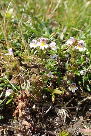 Euphrasia minima \ Zwerg-Augentrost / Dwarf Eyebright, A Kärnten/Carinthia, Koralpe 9.8.2016