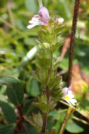 Euphrasia minima \ Zwerg-Augentrost / Dwarf Eyebright, A Kärnten/Carinthia, Koralpe 9.8.2016