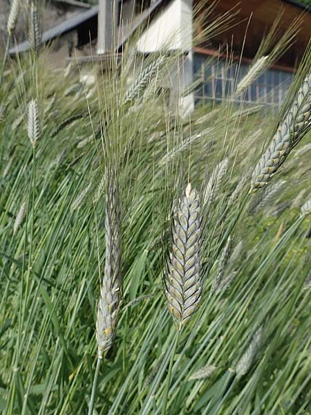 Triticum dicoccon var. atratum \ Schwarzer Emmer / Black Emmer Wheat, A Maria Luggau 12.7.2019