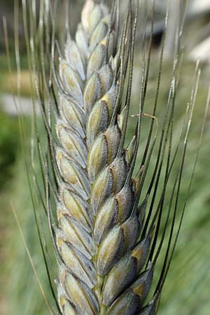 Triticum dicoccon var. atratum \ Schwarzer Emmer / Black Emmer Wheat, A Maria Luggau 12.7.2019