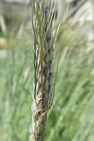 Triticum dicoccon var. atratum \ Schwarzer Emmer / Black Emmer Wheat, A Maria Luggau 12.7.2019