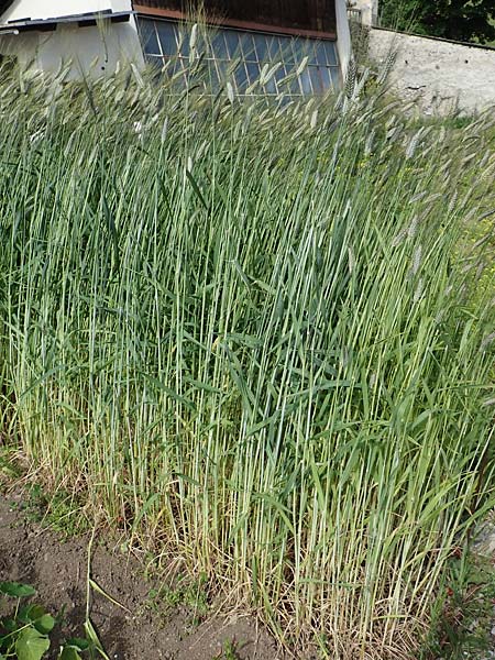 Triticum dicoccon var. atratum \ Schwarzer Emmer / Black Emmer Wheat, A Maria Luggau 12.7.2019