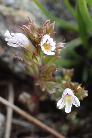 Euphrasia minima \ Zwerg-Augentrost / Dwarf Eyebright, A Wölzer Tauern, Hoher Zinken 24.7.2021