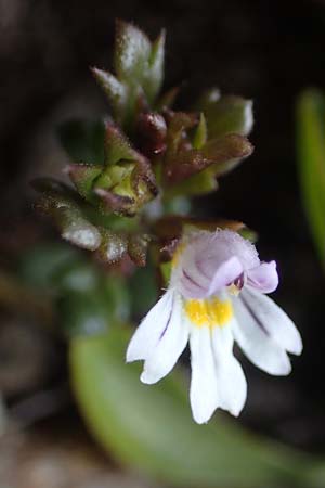 Euphrasia minima \ Zwerg-Augentrost / Dwarf Eyebright, A Wölzer Tauern, Hoher Zinken 24.7.2021