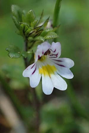 Euphrasia minima \ Zwerg-Augentrost / Dwarf Eyebright, A Wölzer Tauern, Hohenwart 29.7.2021