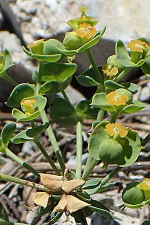 Euphorbia seguieriana subsp. loiseleurii \ Loiseleurs Wolfsmilch, Kleine Steppen-Wolfsmilch / Loiseleur's Spurge, A Hainburg 14.5.2022