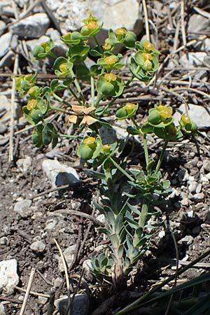 Euphorbia seguieriana subsp. loiseleurii \ Loiseleurs Wolfsmilch, Kleine Steppen-Wolfsmilch / Loiseleur's Spurge, A Hainburg 14.5.2022