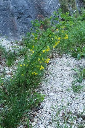 Hippocrepis emerus \ Strauchwicke / Scorpion Senna, A St. Gilgen 14.5.2025