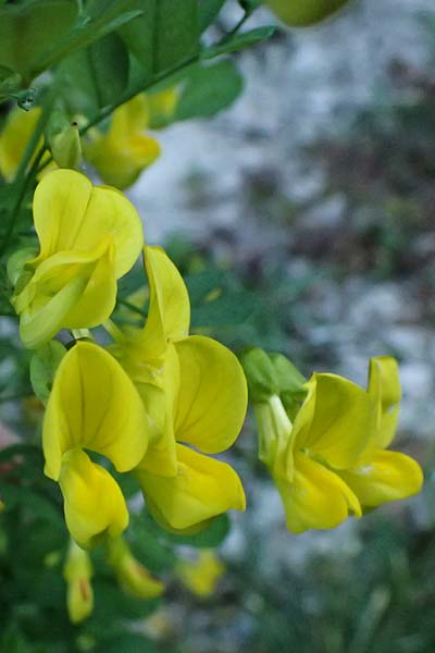 Hippocrepis emerus \ Strauchwicke / Scorpion Senna, A St. Gilgen 14.5.2025