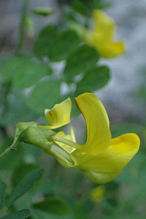 Hippocrepis emerus \ Strauchwicke / Scorpion Senna, A St. Gilgen 14.5.2025