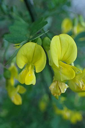 Hippocrepis emerus \ Strauchwicke / Scorpion Senna, A St. Gilgen 14.5.2025