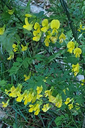 Hippocrepis emerus \ Strauchwicke / Scorpion Senna, A St. Gilgen 14.5.2025